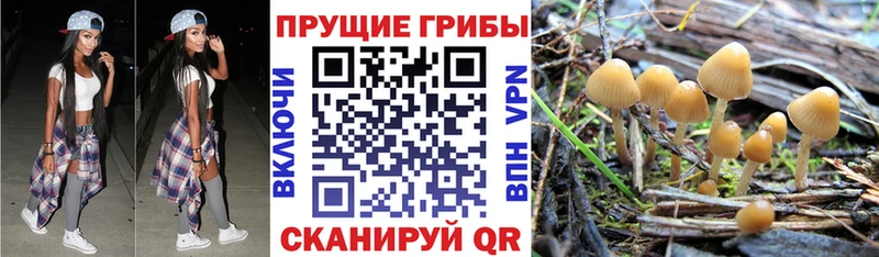 дарнет шоп  Коммунар  Галлюциногенные грибы Cubensis 